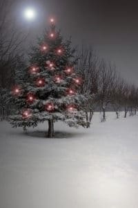 holiday Christmas tree in the snow