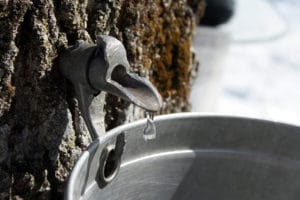 Collecting Sap To Produce Maple Syrup