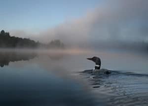 Loon In A Foggy Morning on Lake