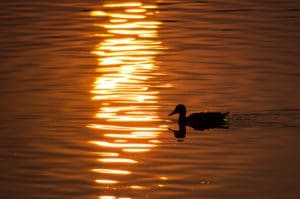 Boat Tours on Squam Lake in the Lakes Region of New Hampshire