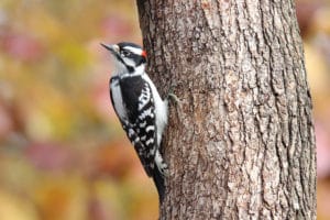 A male downy woodpecker perching on a tree in Fall.